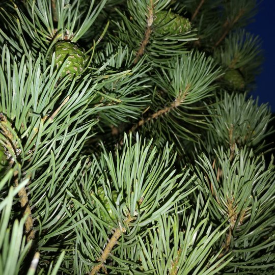 Iliustracija
