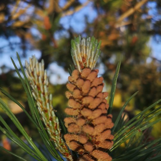 Iliustracija