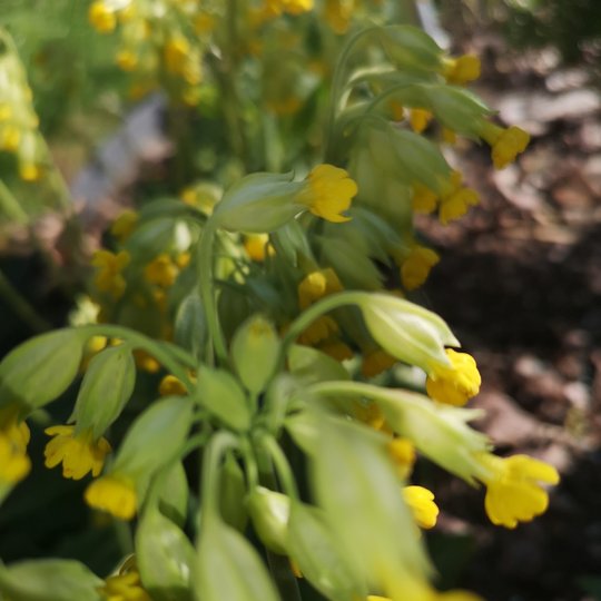 Iliustracija